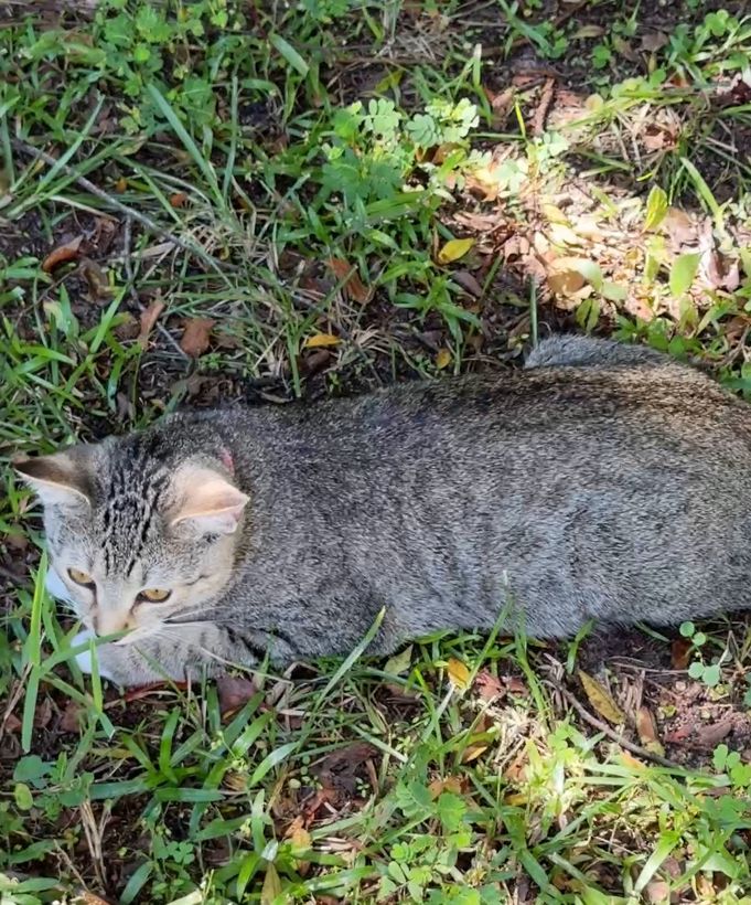 Cleo, a gray tabby cat, crouched low in the grass and leaf litter of the backyard