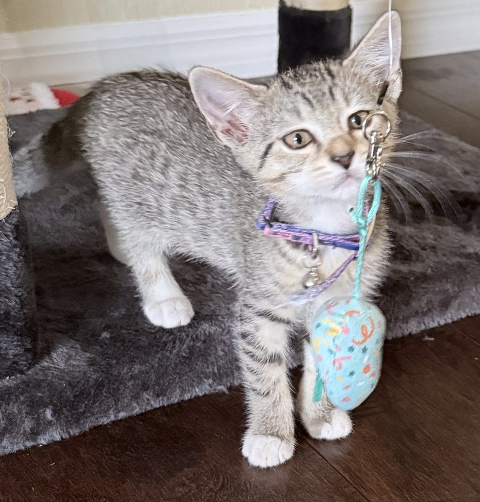 Cleo as a gray tabby kitten wearing a collar, playing with a toy