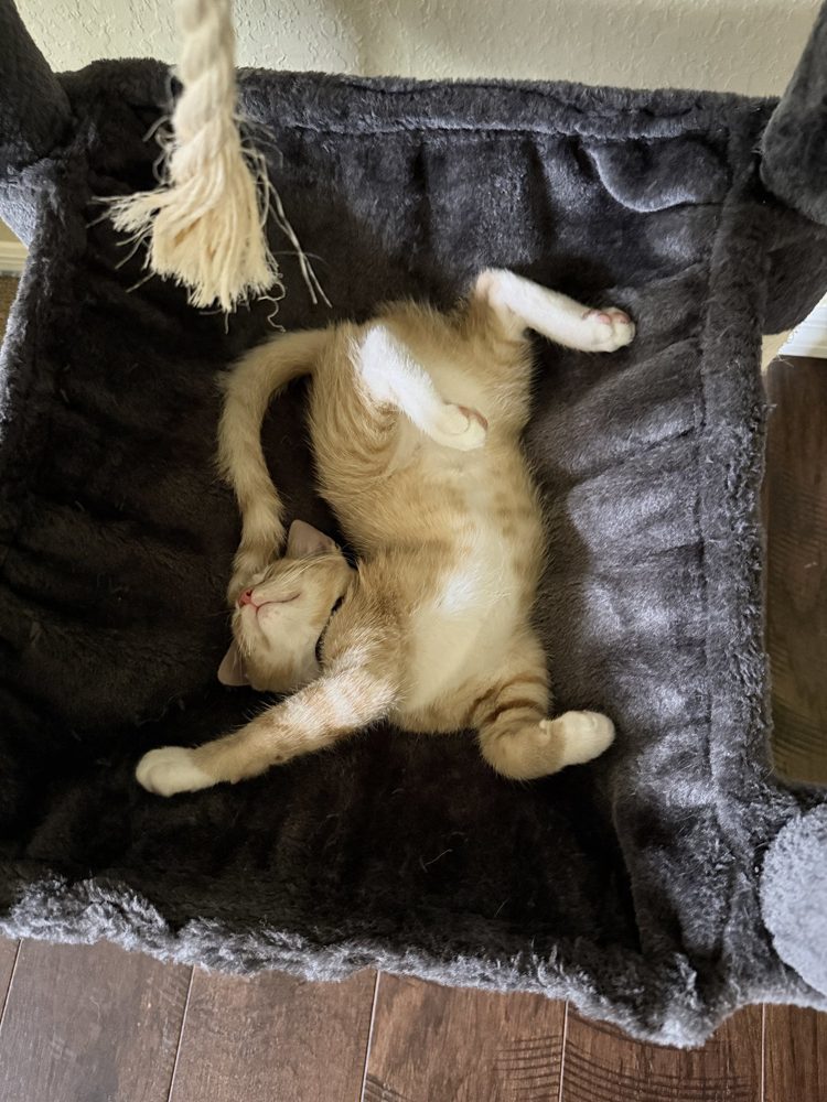 Felix, an orange cat, sleeping belly-up in a cat tree hammock