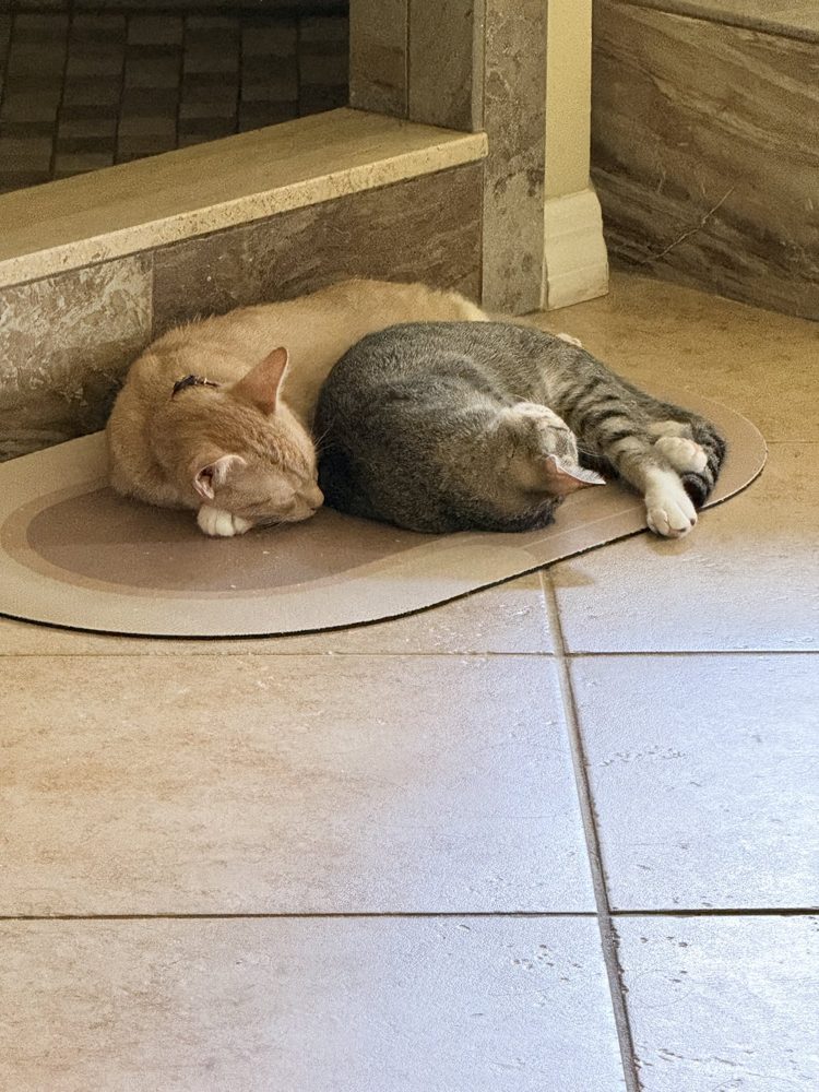 Felix, an orange cat, and Cleo, a gray tabby, asleep side by side on a bath mat on a tile floor