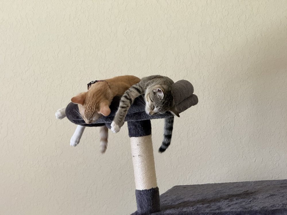 Felix, an orange cat, and Cleo, a gray tabby, draped together across the top perch of a cat tree