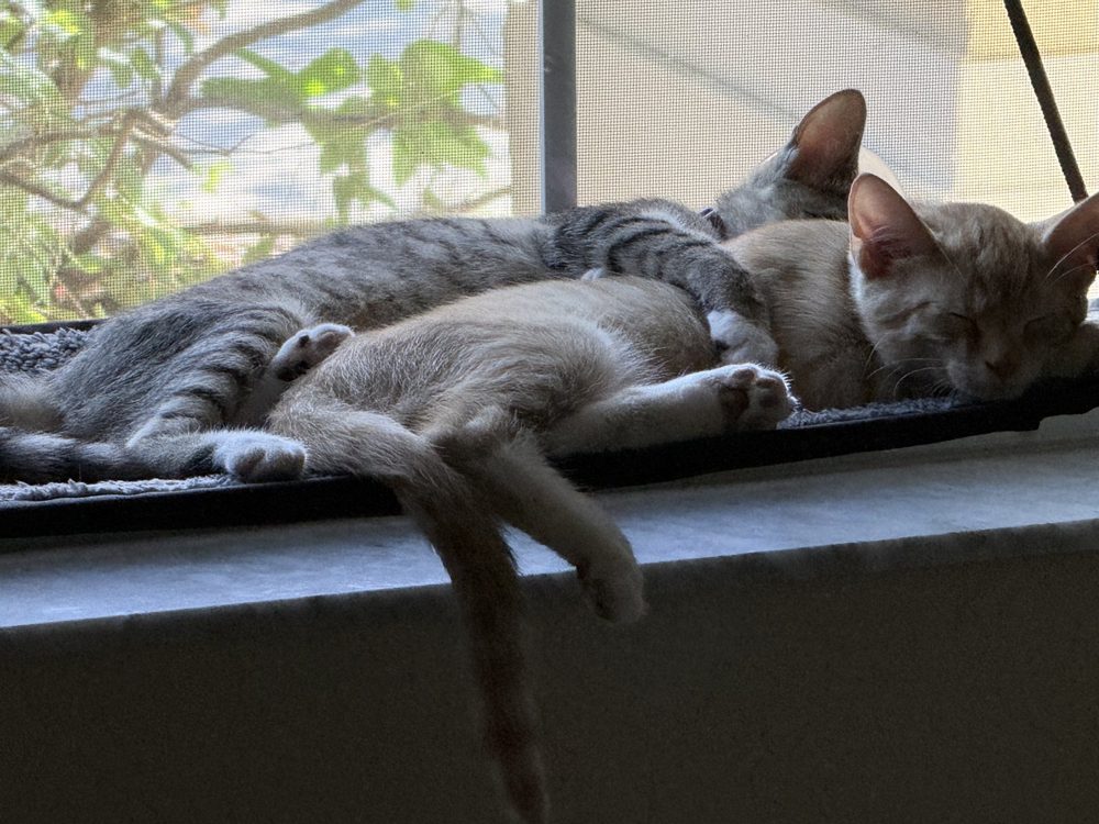 Cleo, a gray tabby, and Felix, an orange cat, asleep side by side on a window perch by a screened window