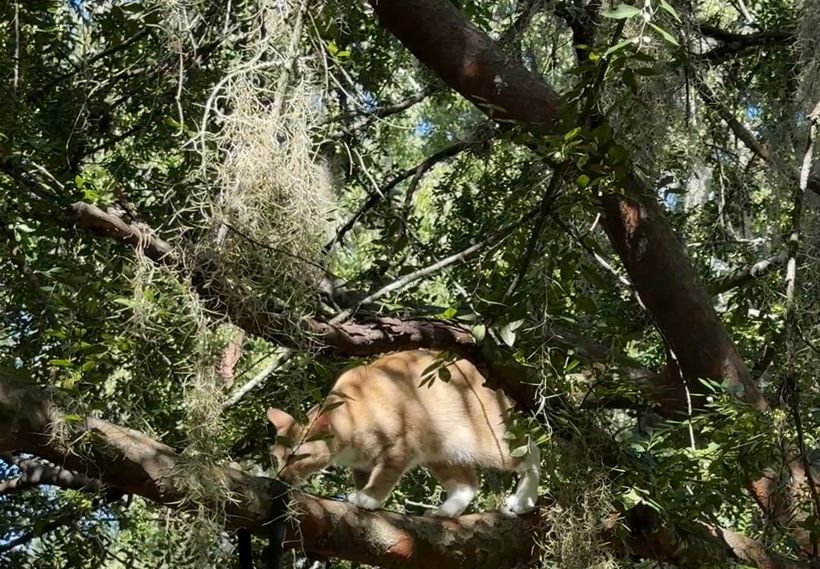 Felix, an orange cat, walking along an oak branch next to Spanish moss