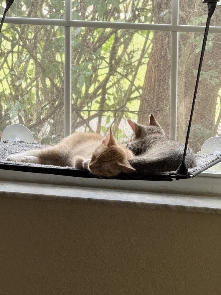 Felix, an orange kitten, and Cleo, a gray tabby kitten, napping on a window hammock with trees outside